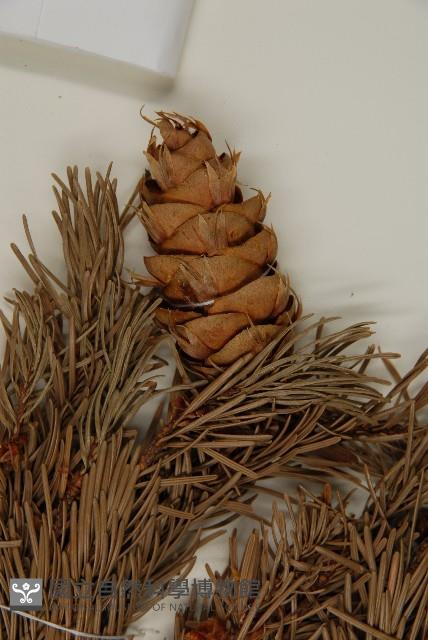 美國花旗松藏品圖，第3張