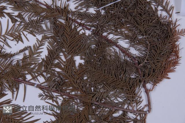 墨西哥落羽杉藏品圖，第3張