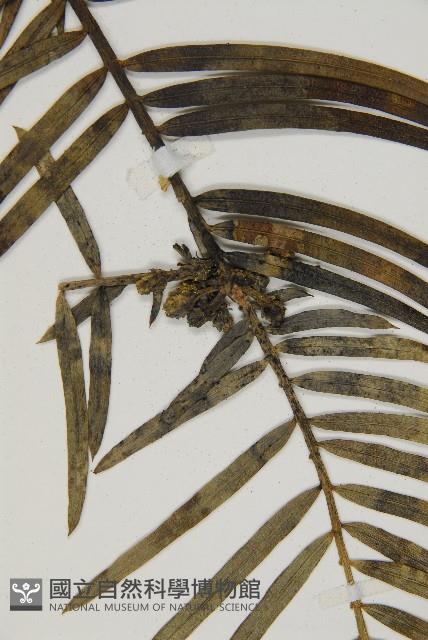 三尖杉藏品圖，第3張