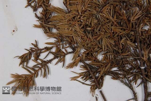 刺柏藏品圖，第3張