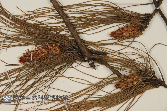 馬尾松藏品圖，第3張