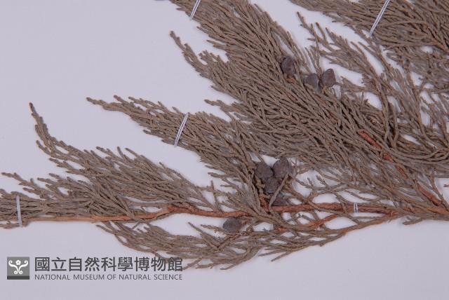 叉子園柏藏品圖，第3張