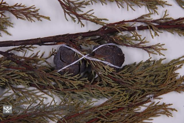 登錄號:G000455藏品圖，第3張