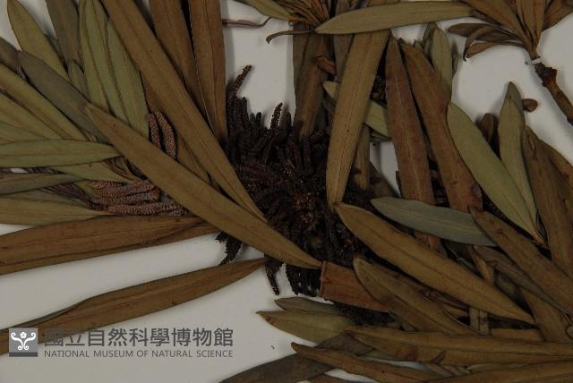 大葉羅漢松藏品圖，第3張