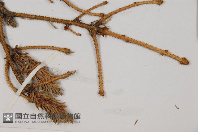 麗江雲杉藏品圖，第3張