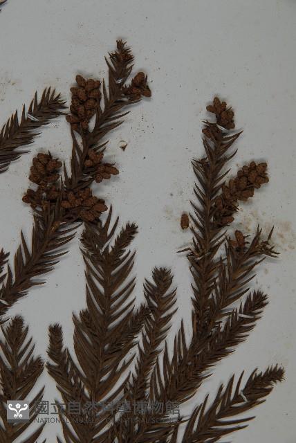 Willow fir Collection Image, Figure 3, Total 5 Figures