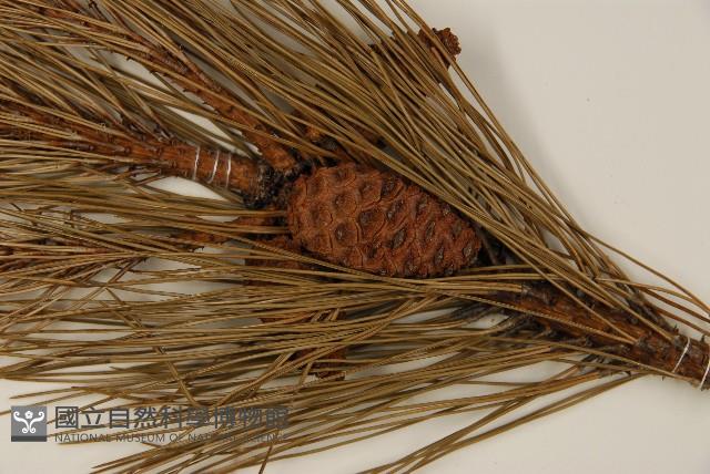 馬尾松藏品圖，第3張