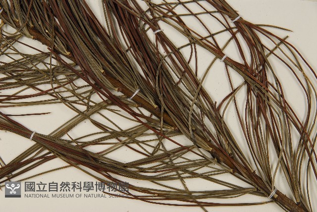 華山松藏品圖，第3張
