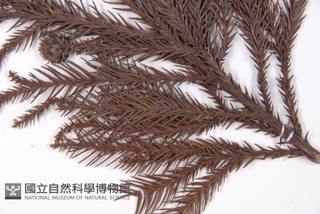 柳杉藏品圖，第3張