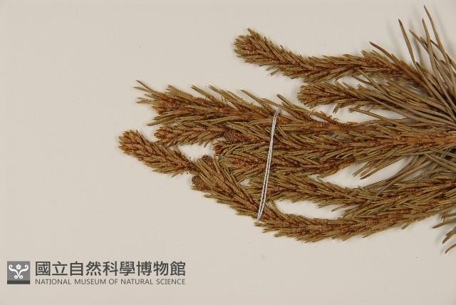 獐子松藏品圖，第3張