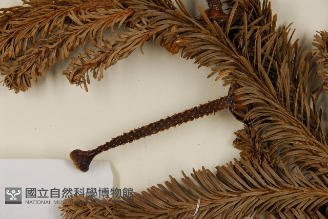 臺灣冷杉藏品圖，第3張