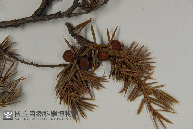 刺柏藏品圖，第3張