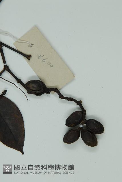 小葉買麻藤藏品圖，第3張