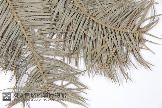 杉木藏品圖，第3張