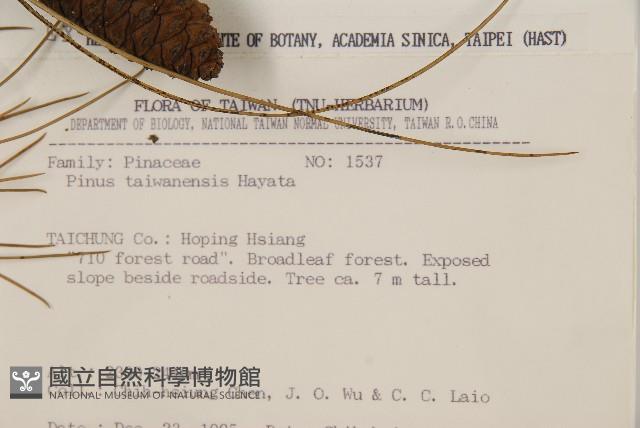 臺灣二葉松藏品圖，第2張