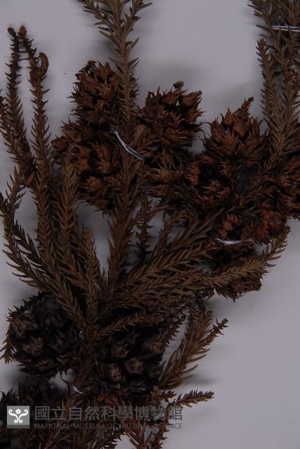 柳杉藏品圖，第3張