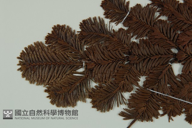 登錄號:G001005藏品圖，第3張
