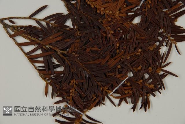 臺灣紅豆杉、紫杉、南方紅豆杉藏品圖，第3張