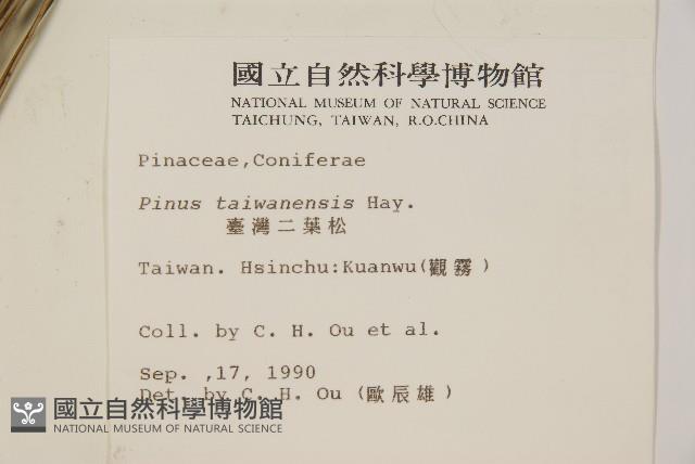 臺灣二葉松藏品圖，第2張