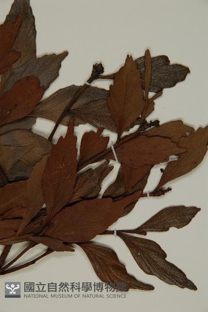 菲律賓羅漢松藏品圖，第3張