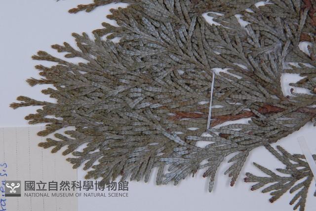 長白側柏藏品圖，第3張