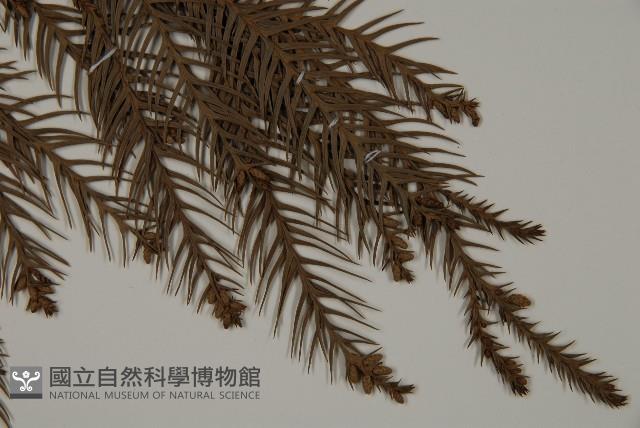 柳杉藏品圖，第3張