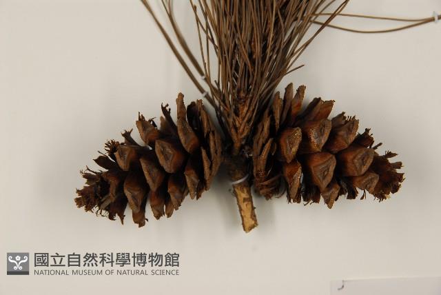 琉球松藏品圖，第3張