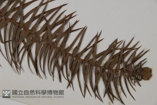 杉木藏品圖，第3張