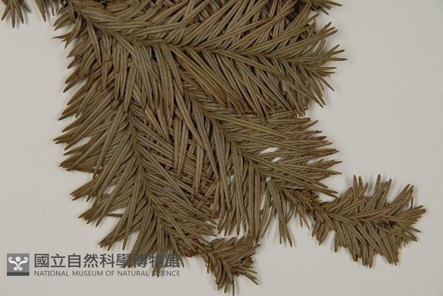 香杉、台灣杉木藏品圖，第3張