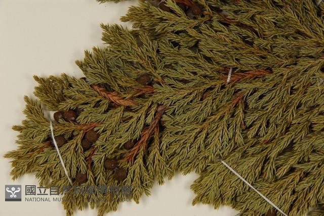 香青藏品圖，第3張