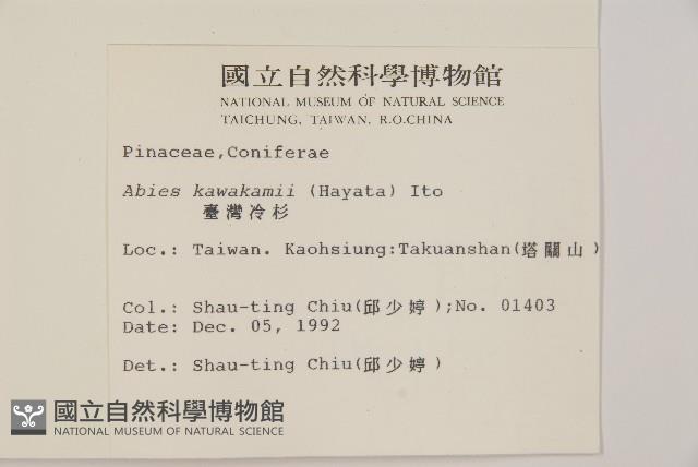 臺灣冷杉藏品圖，第2張