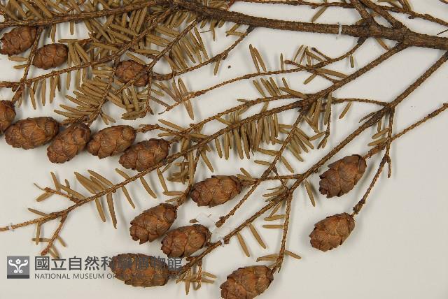 Accession Number:G000435 Collection Image, Figure 3, Total 5 Figures