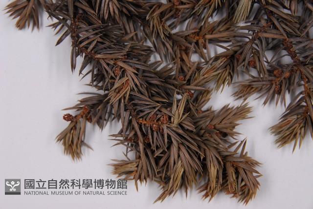 刺柏藏品圖，第3張