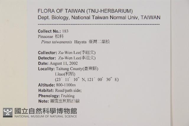 臺灣二葉松藏品圖，第2張