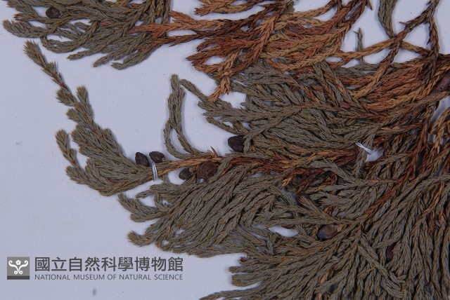 垂枝香柏藏品圖，第3張