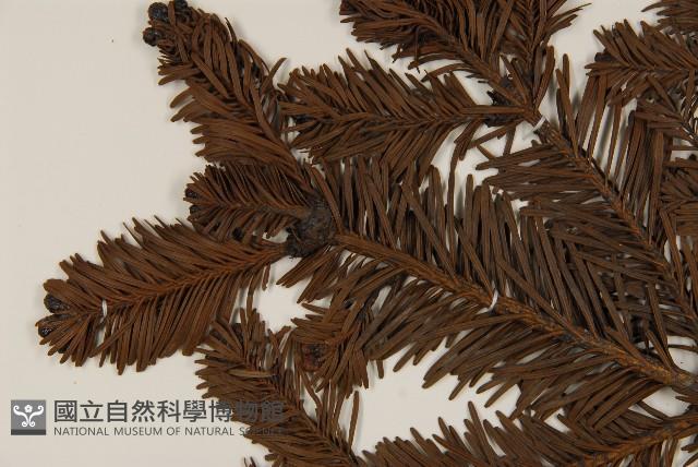 臺灣冷杉藏品圖，第3張