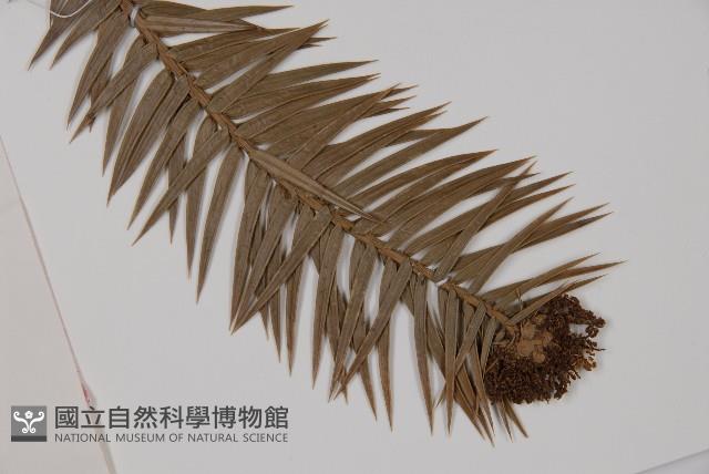 杉木藏品圖，第3張