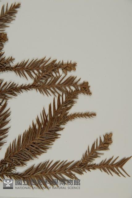 柳杉藏品圖，第3張