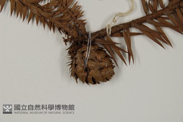 杉木藏品圖，第3張