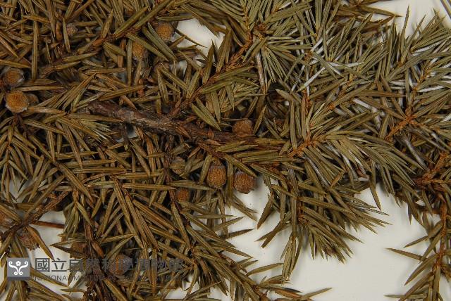 刺柏藏品圖，第3張