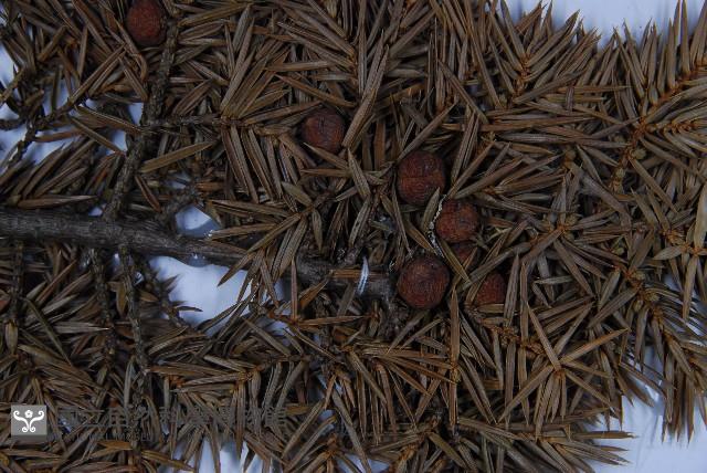 刺柏藏品圖，第3張