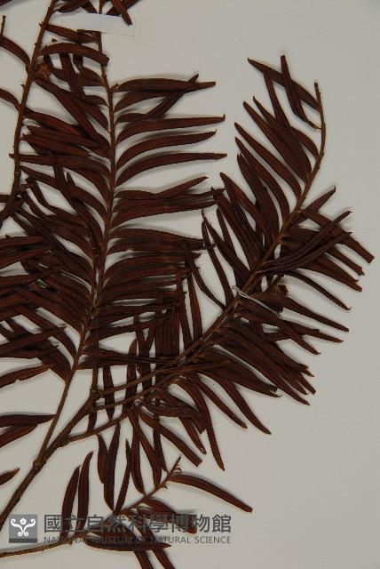 臺灣紅豆杉藏品圖，第3張