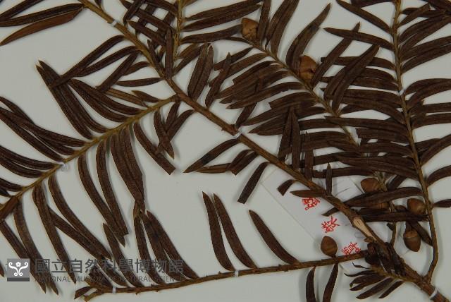 紅豆杉藏品圖，第3張