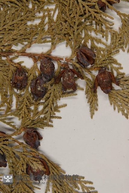 側柏藏品圖，第3張