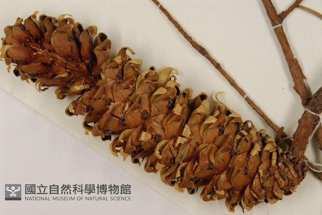 雲南油杉、杉松藏品圖，第3張