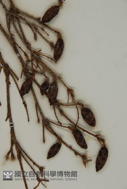 臺灣鐵杉藏品圖，第3張