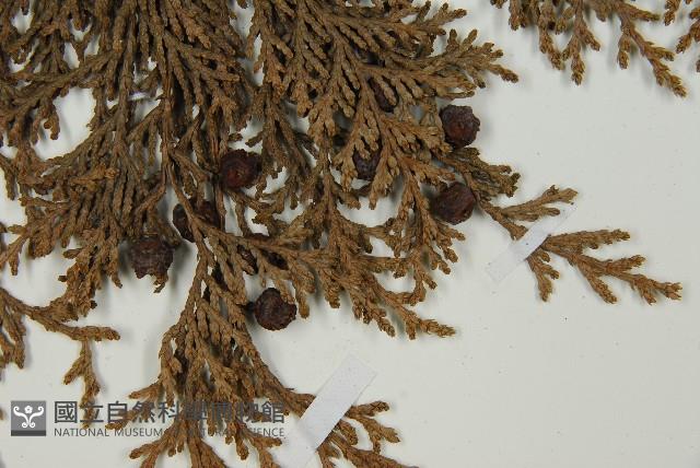 臺灣扁柏藏品圖，第3張