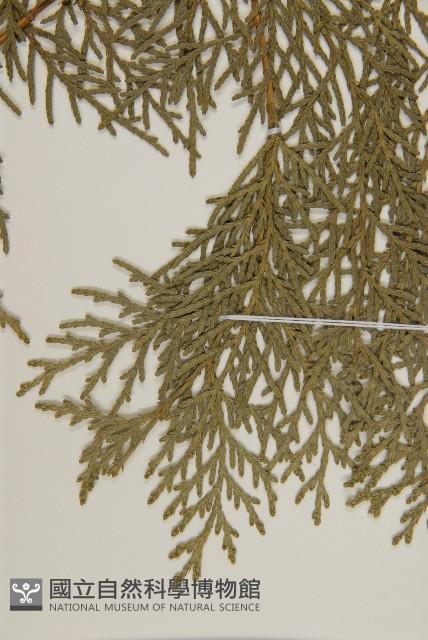 側柏藏品圖，第3張