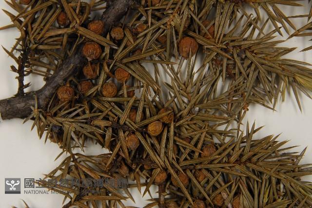 刺柏藏品圖，第3張