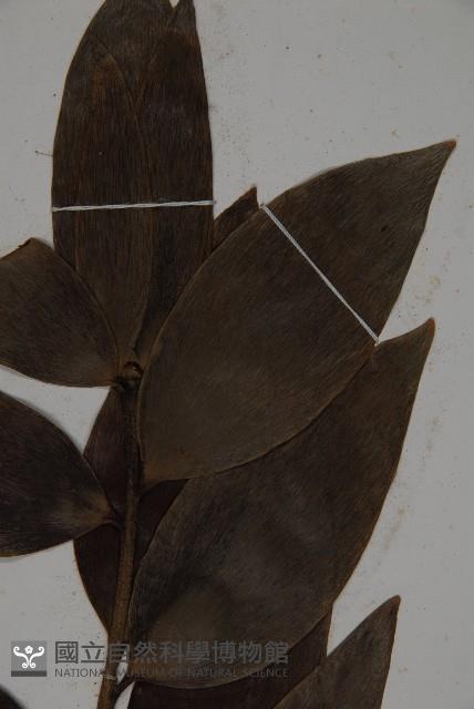 大葉羅漢松藏品圖，第3張